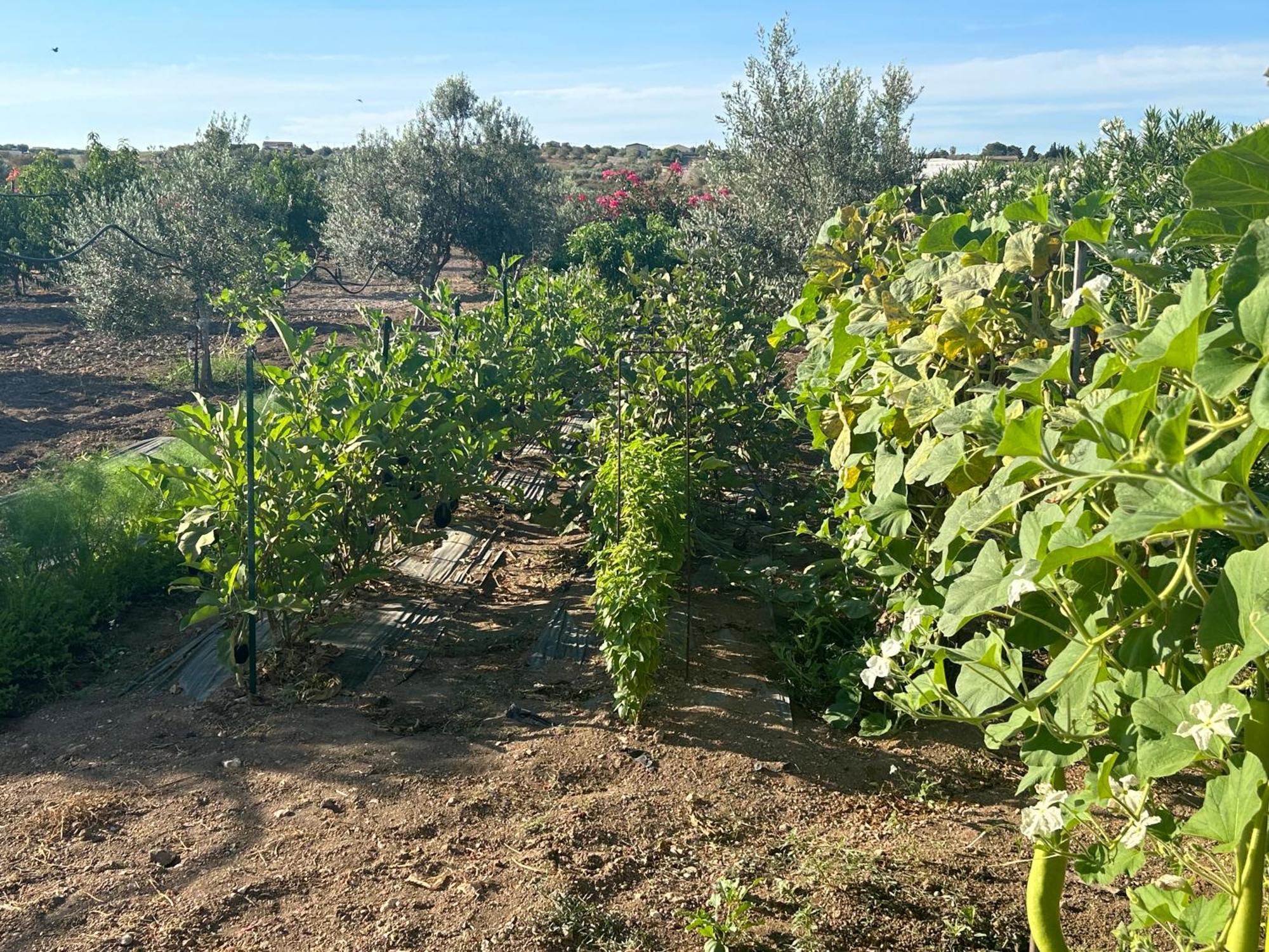 Baglio Il Gelso E L'Ulivo Appartamento Il Carrubo Reitani Extérieur photo